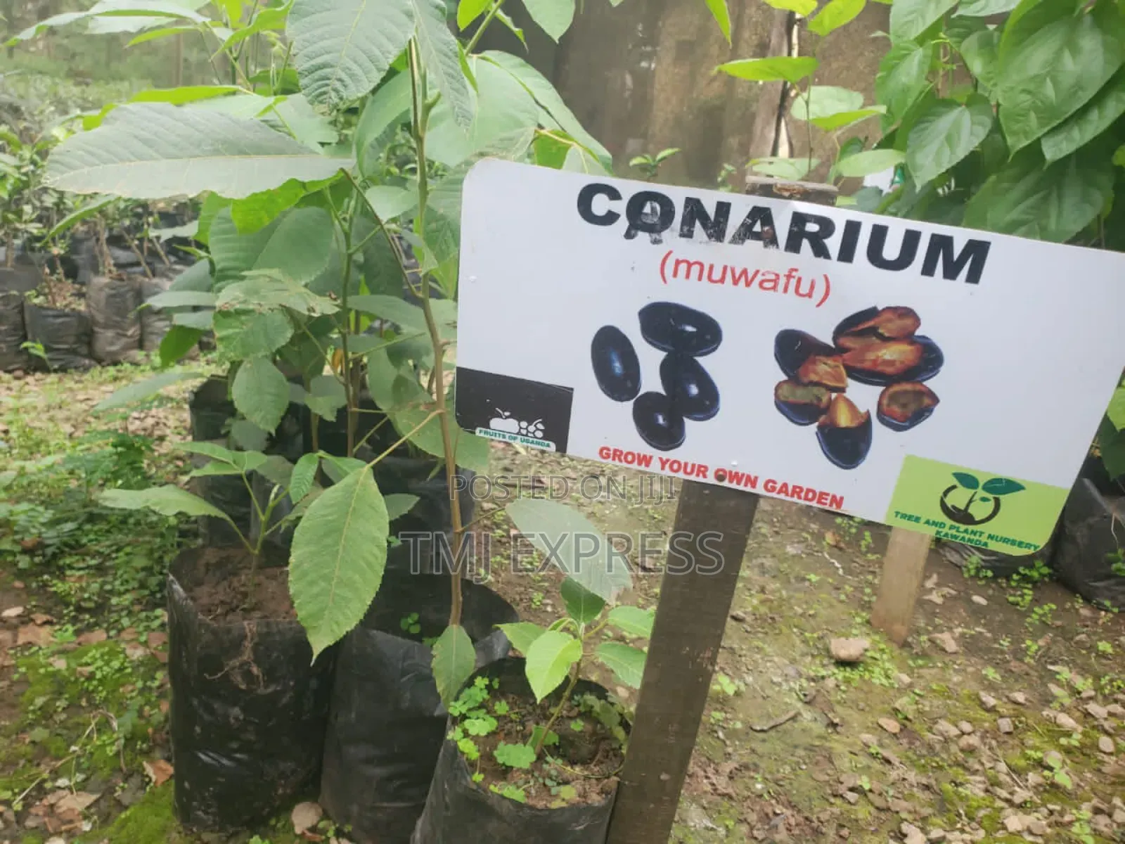 Conarium(Muwafu) Seedlings