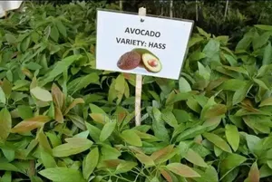 Hass Ovacado Seedlings
