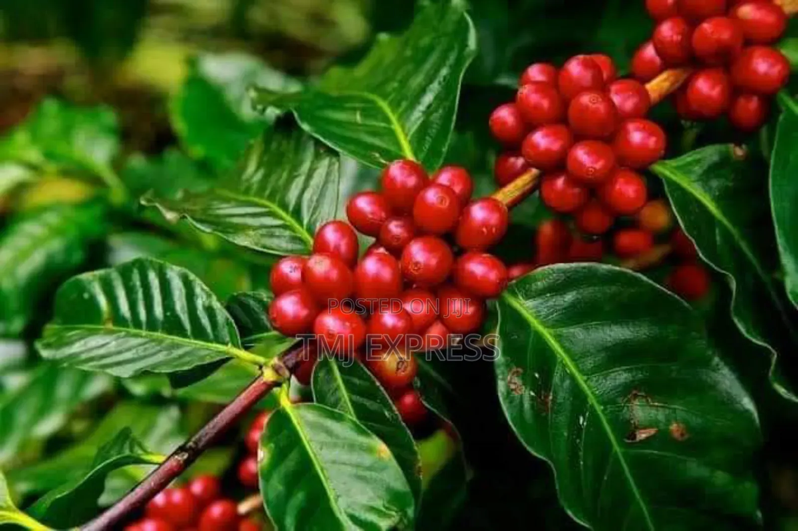 Coffee Seedlings