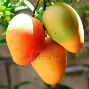Mango Fruit Seedlings