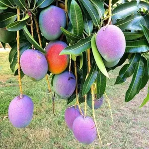 Mango Fruit Seedlings