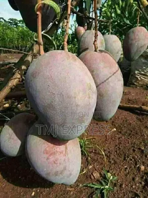 Mango Fruit Seedlings