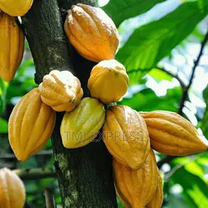 Cocoa Seedlings 