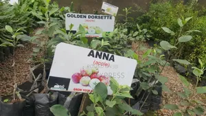 Anna Apple Seedlings