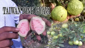 Guava Seedlings