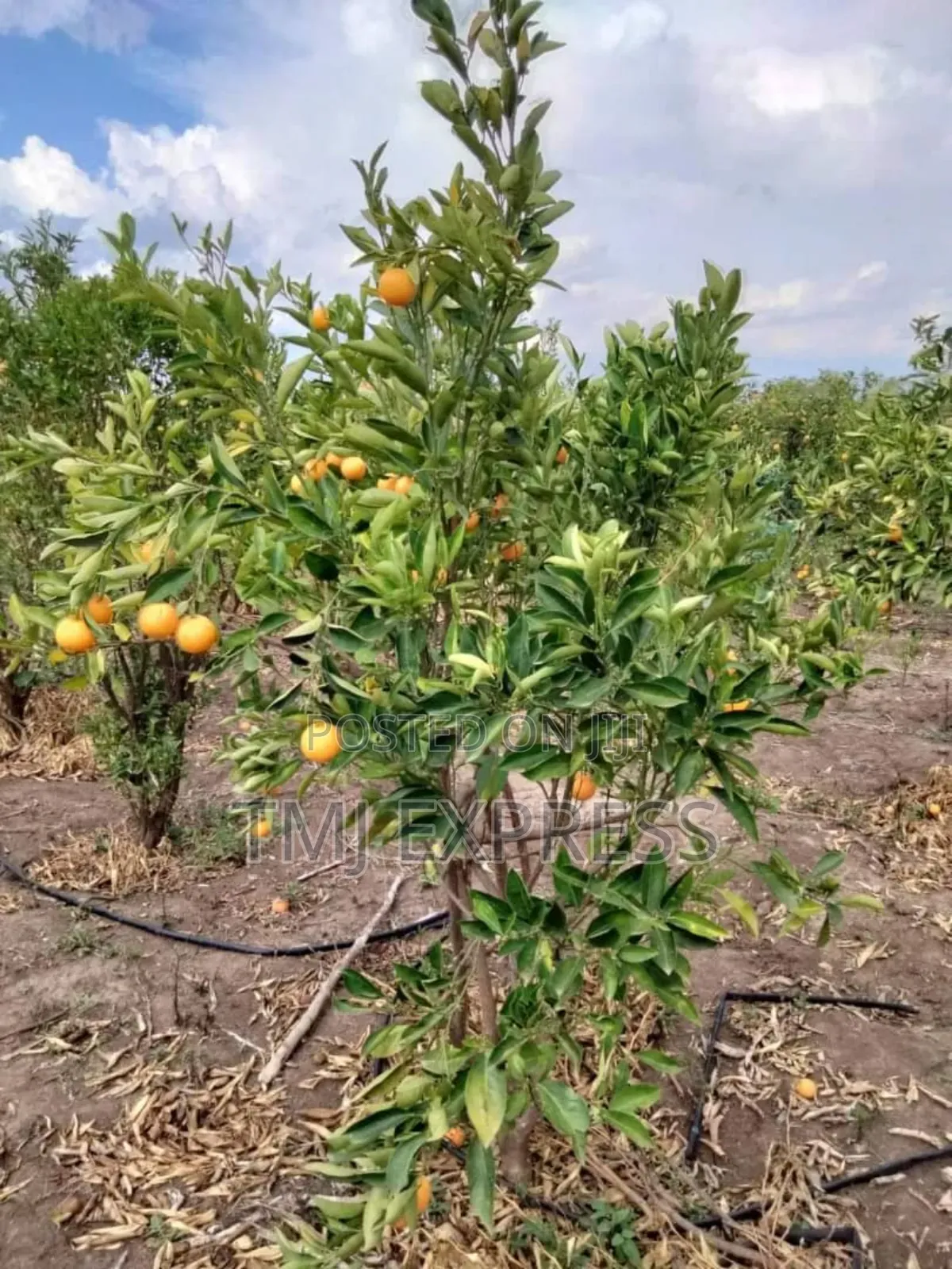 Orange Seedlings 