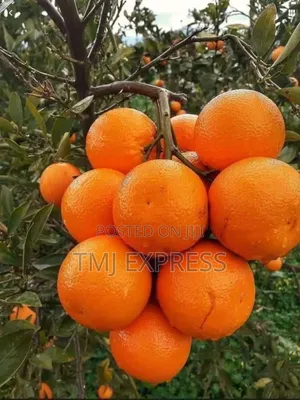Orange Seedlings 