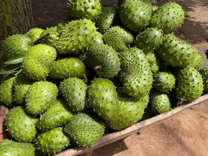 Soursop Seedlings 