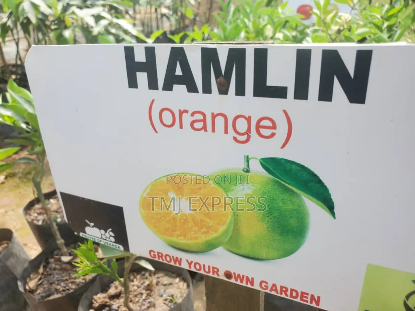 Orange Seedlings 