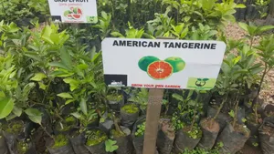 American Tangerine Seedlings