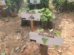 Grapes Seedlings