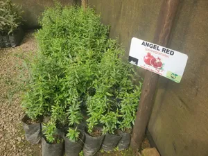 Pomegranate Seedlings
