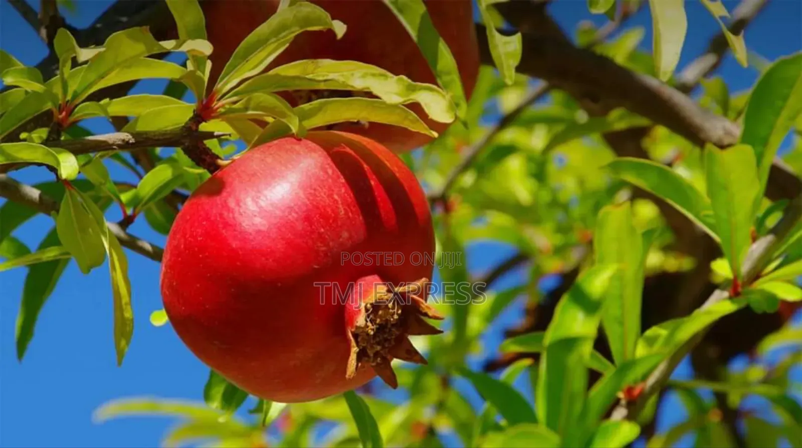 Pomegranate Seedlings