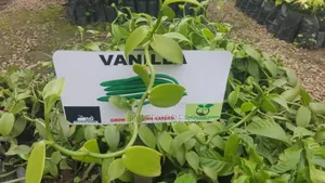 Vanilla Seedlings