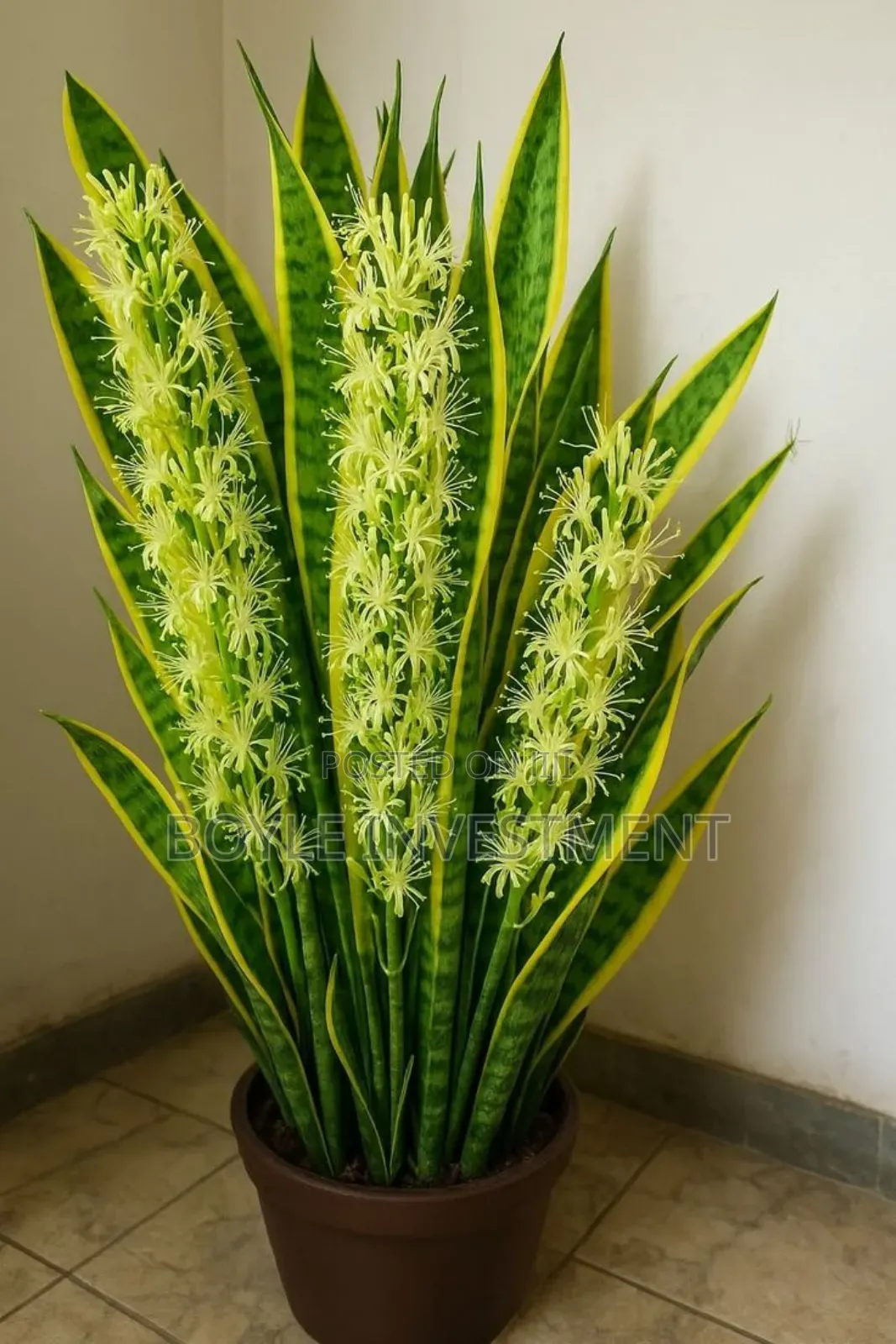 Office Plant Maintenance