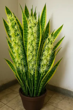 Office Plant Maintenance