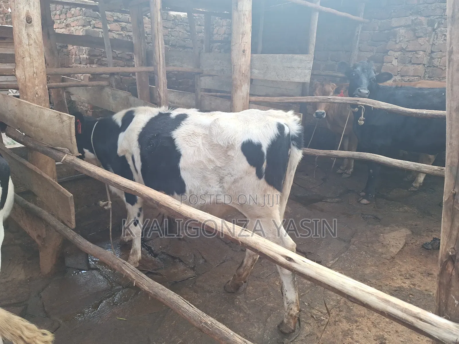 Super Heifer