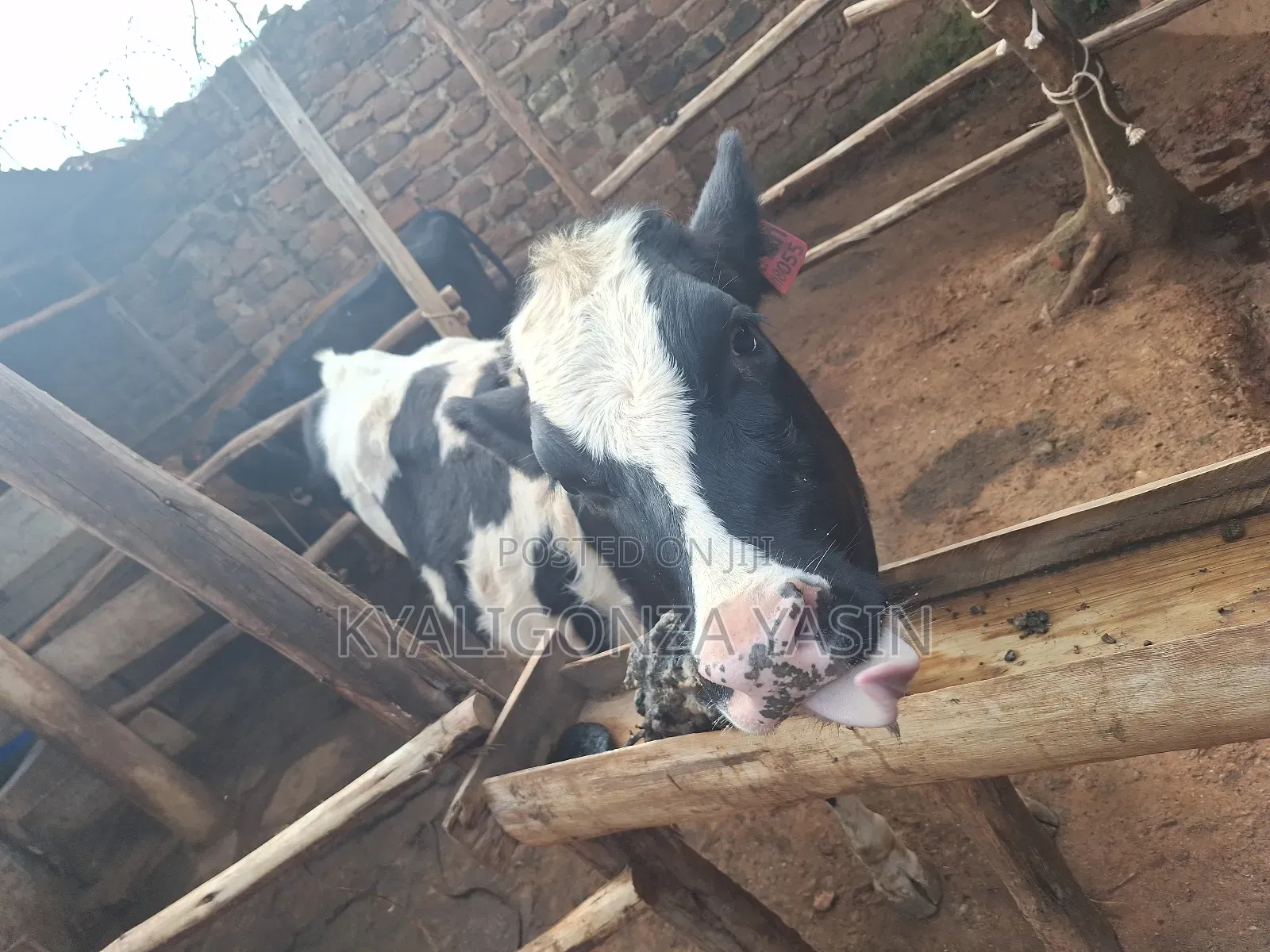 Super Heifer