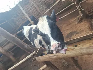 Super Heifer