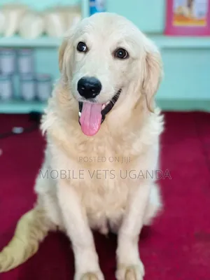 3-6 months Male Purebred Golden Retriever