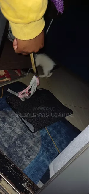 0-1 month Male Purebred Exotic