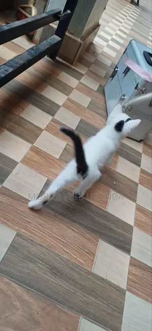 0-1 month Female Purebred Cymric