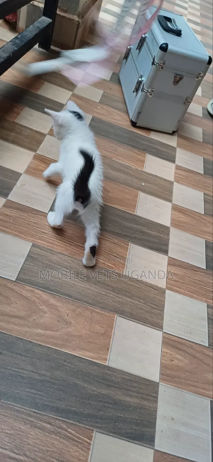3-6 months Male Purebred Birman