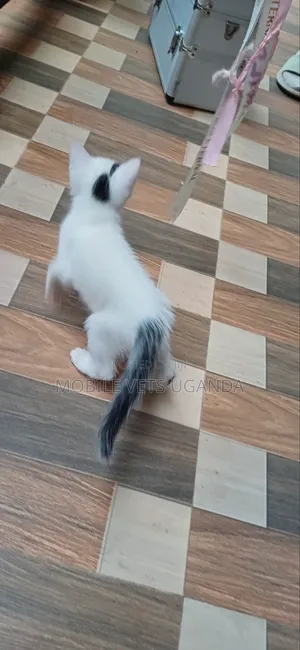 3-6 months Male Purebred Cymric