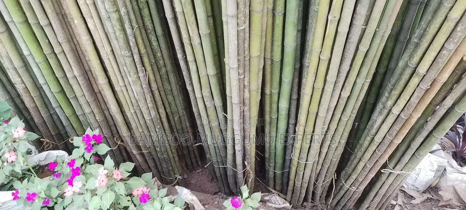 Bamboo Seller