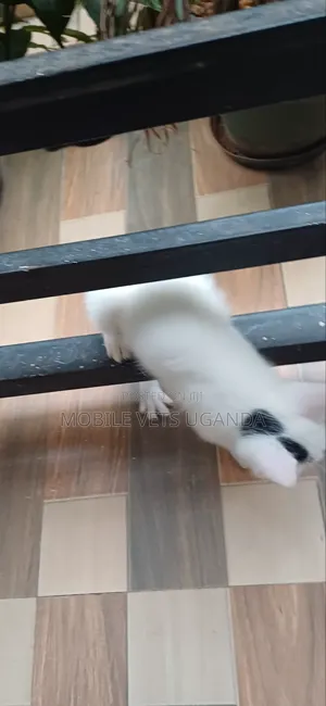0-1 month Male Purebred Javanese
