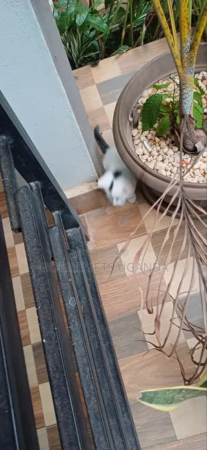 0-1 month Male Purebred Sphynx