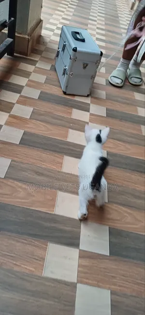 3-6 months Female Purebred Turkish Van