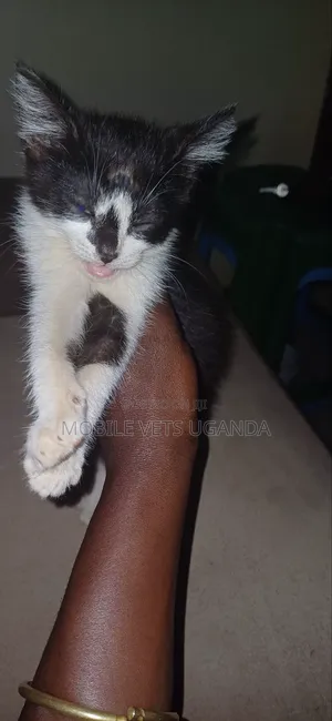 1-3 months Female Purebred Exotic