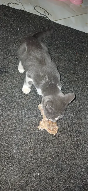 3-6 months Male Purebred Korat