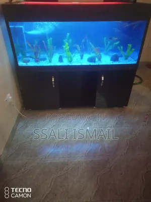Neat Aquarium, Best Setup, Best Interior