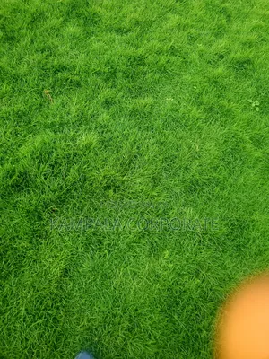 Natural Grass From South Africa