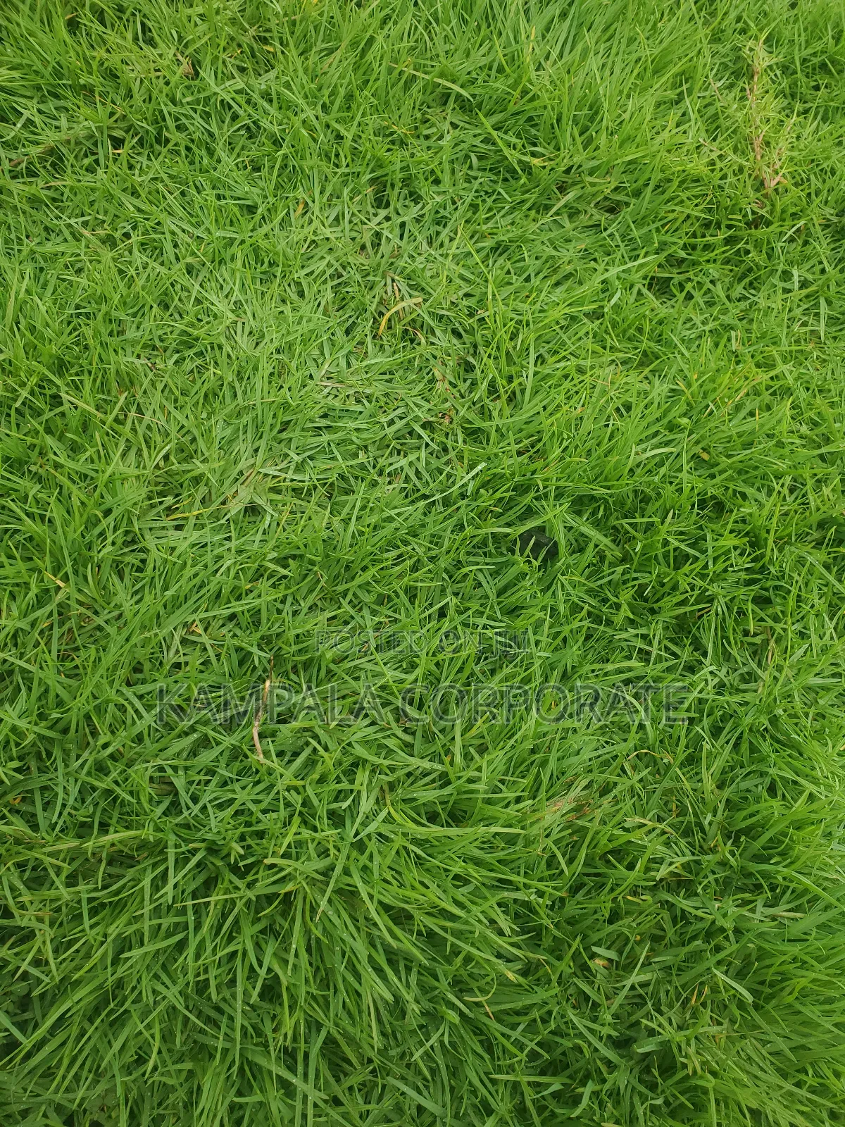 Compound Grass Offer Free Planting