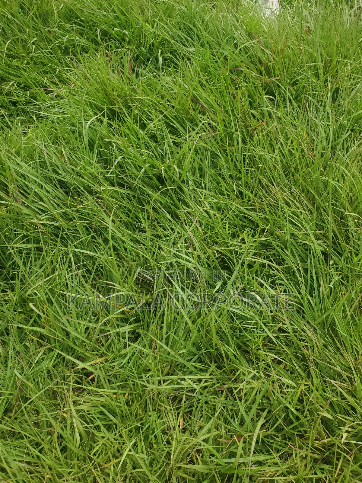 Natural Grass for Compound Free Planting