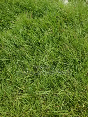 Natural Grass for Compound Free Planting