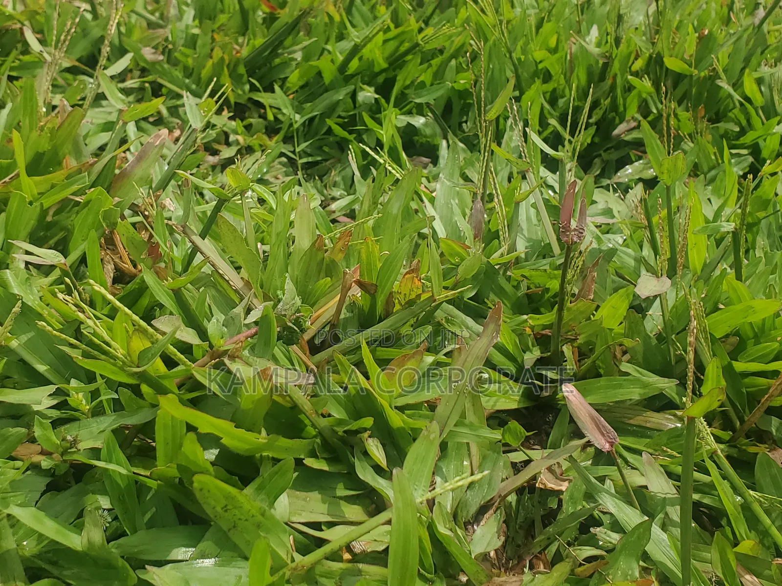Paspalum Grass for Compound