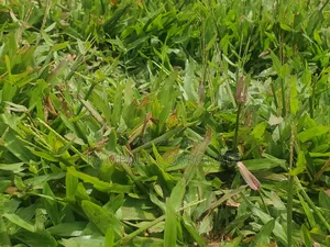 Paspalum Grass for Compound