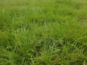 Natural Grass Carpet Grass. Free Planting