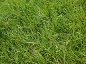 South African Grass and Paspalum Free Planting