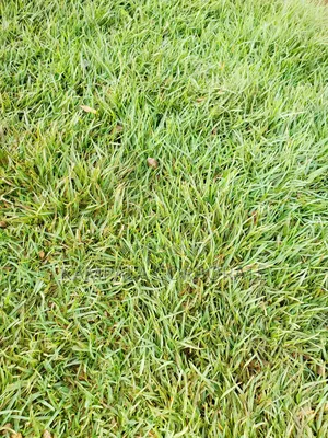 Types of Compound Grass for Sale
