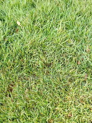 Paspalum Grass for Sale (Free Planting Offer