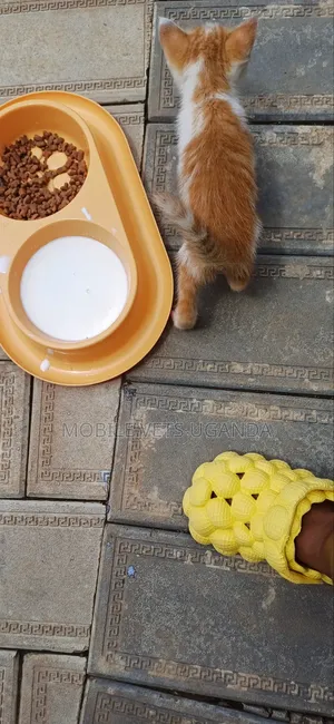1-3 months Female Purebred American Wirehair