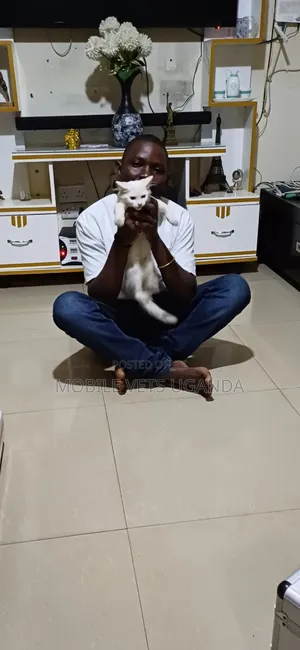 0-1 month Male Purebred Javanese