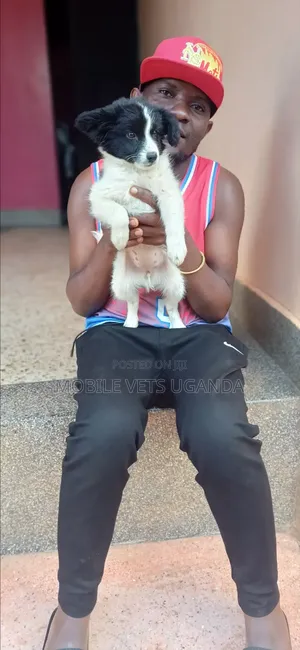 1-3 months Male Purebred Japanese Spitz