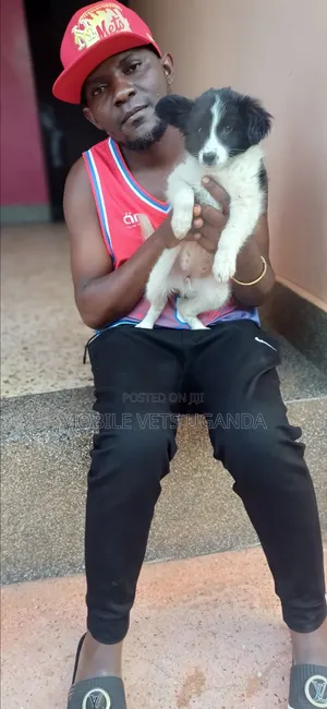 3-6 months Female Purebred Japanese Chin