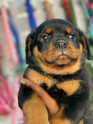 1-3 months Female Purebred Rottweiler